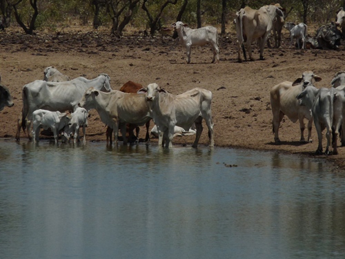 Rinder am Wasserloch